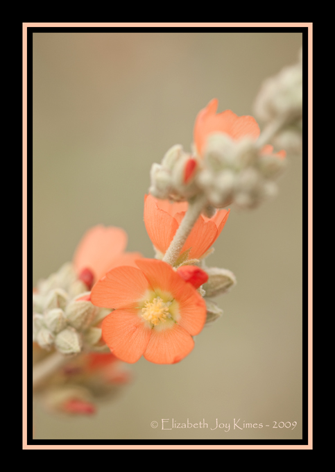 Peach Beauty
