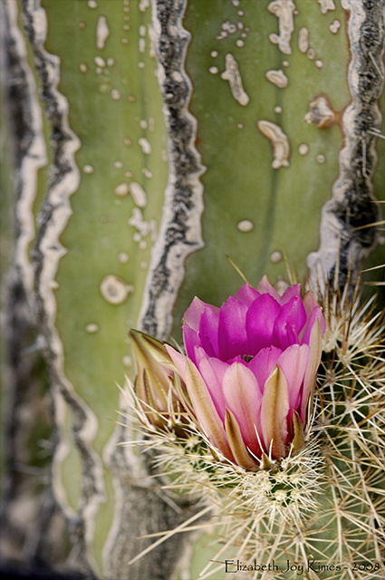 Extraordinary Cactus Bloom