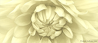 Sunshine Dahlia