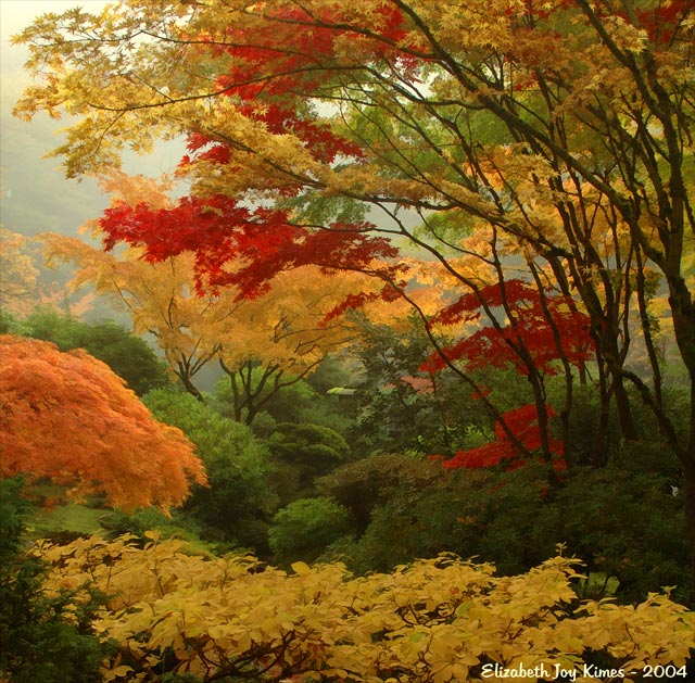 Fall Gardens, Portland Japanese Garden