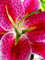 Star Gazer Lily Star Gazer Lily