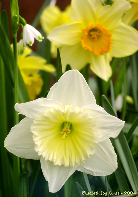 Daffodils