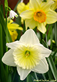 Daffodils