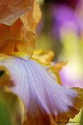 Flowers Gallery