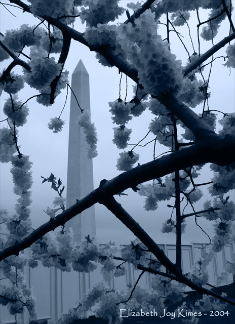Monument in Bloom