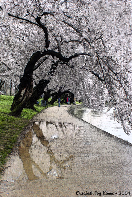 Washington in Bloom
