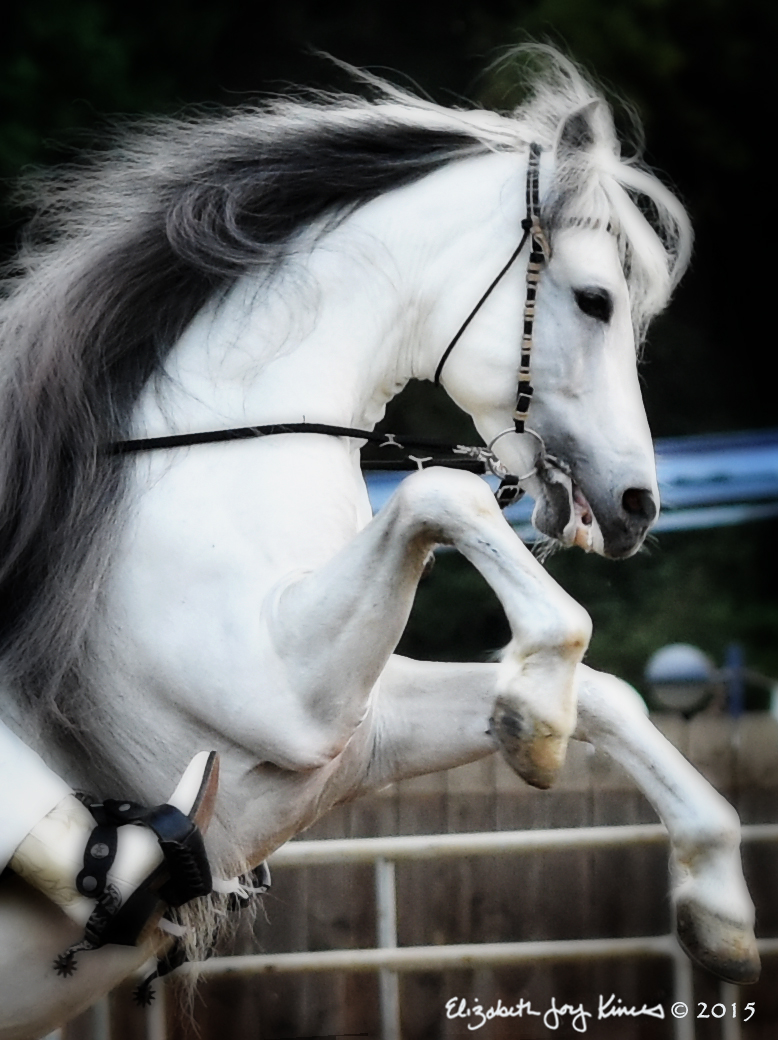 Fierce Andalusian