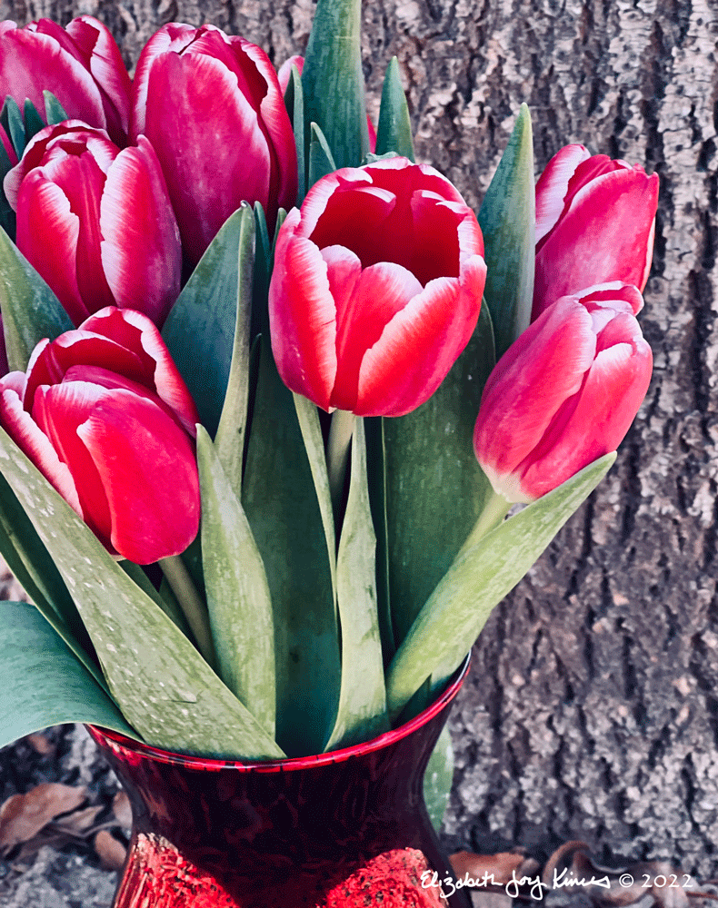 Tulips IV