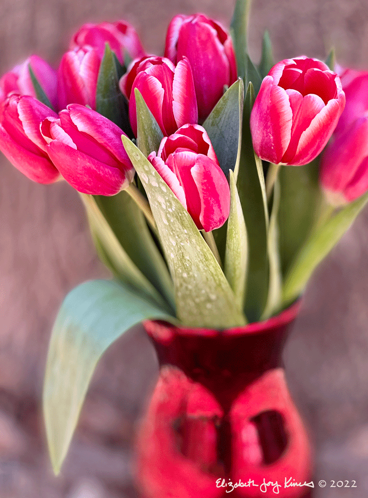 Tulips III