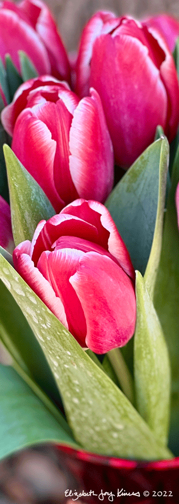 Tulips VII