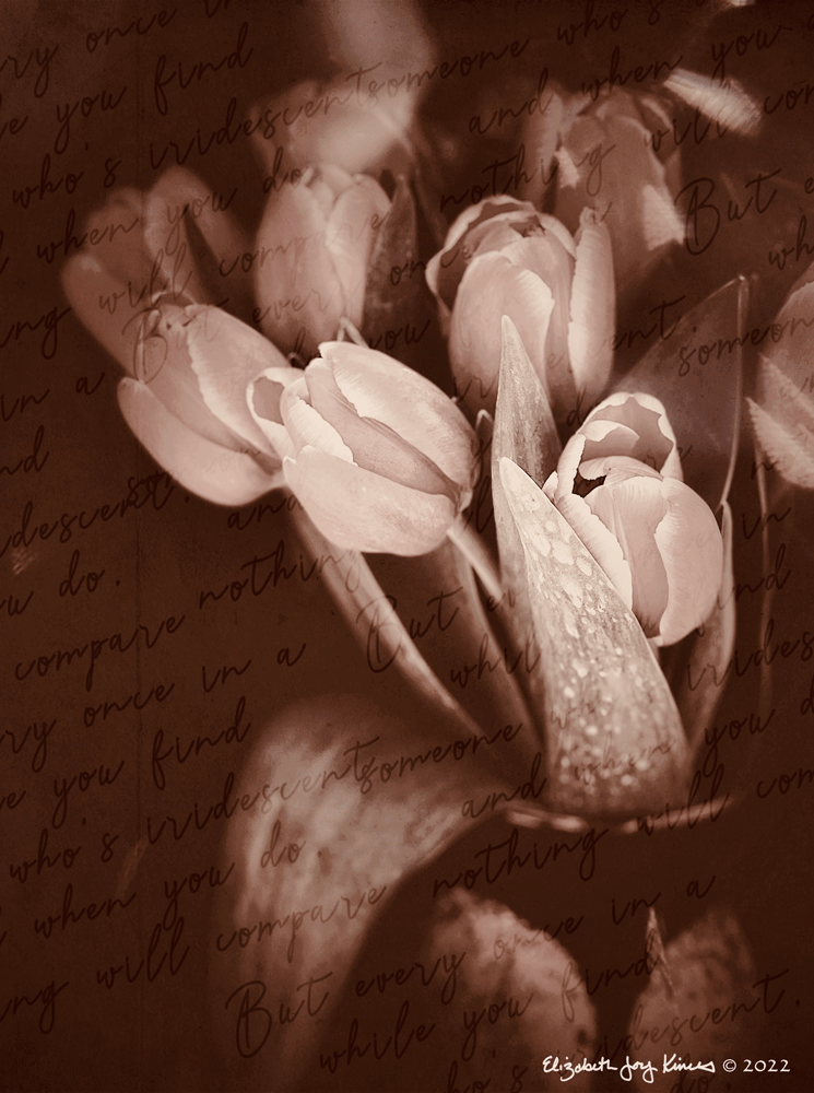 Romantic Tulips Toned