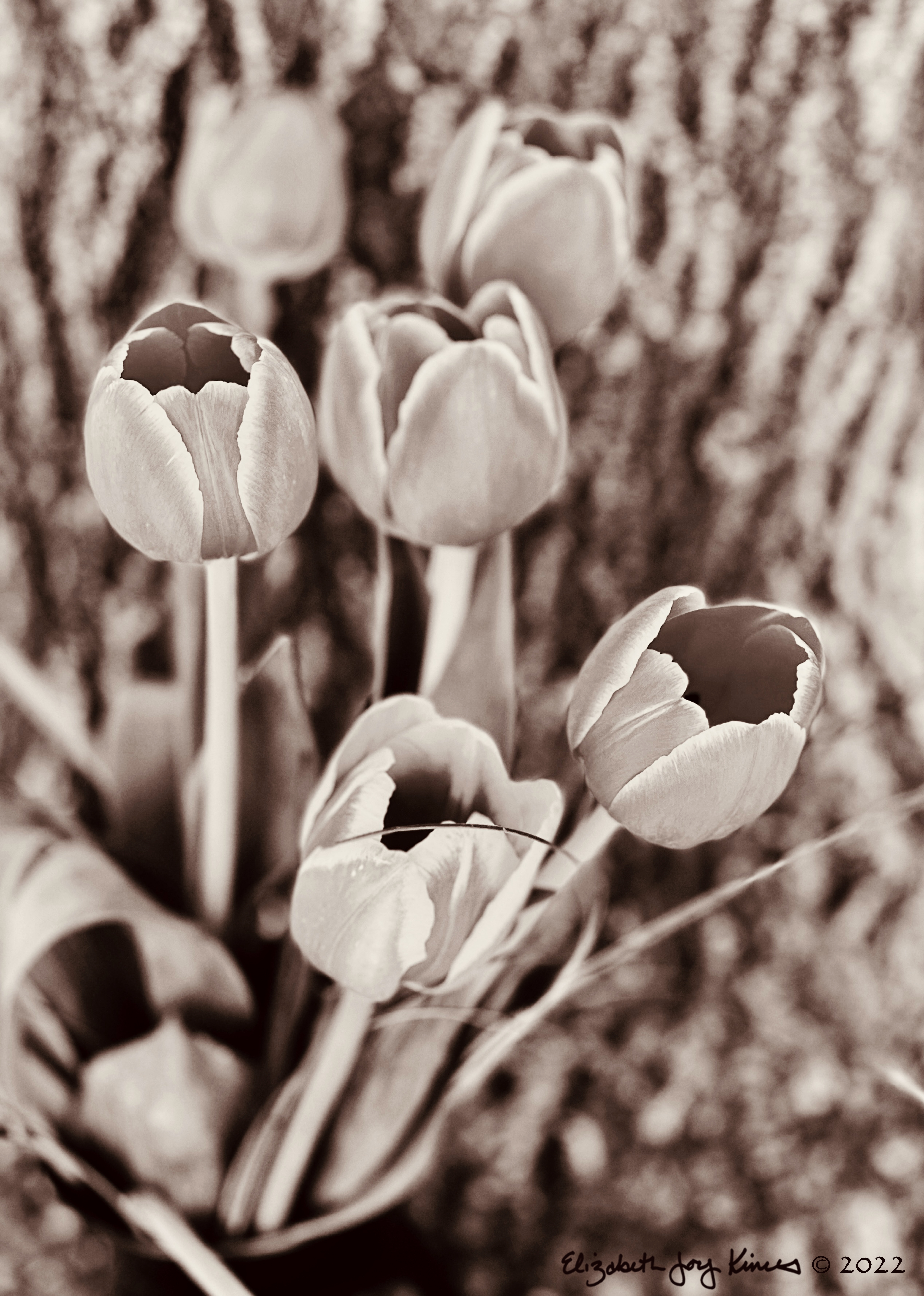 Tulips Sepia II