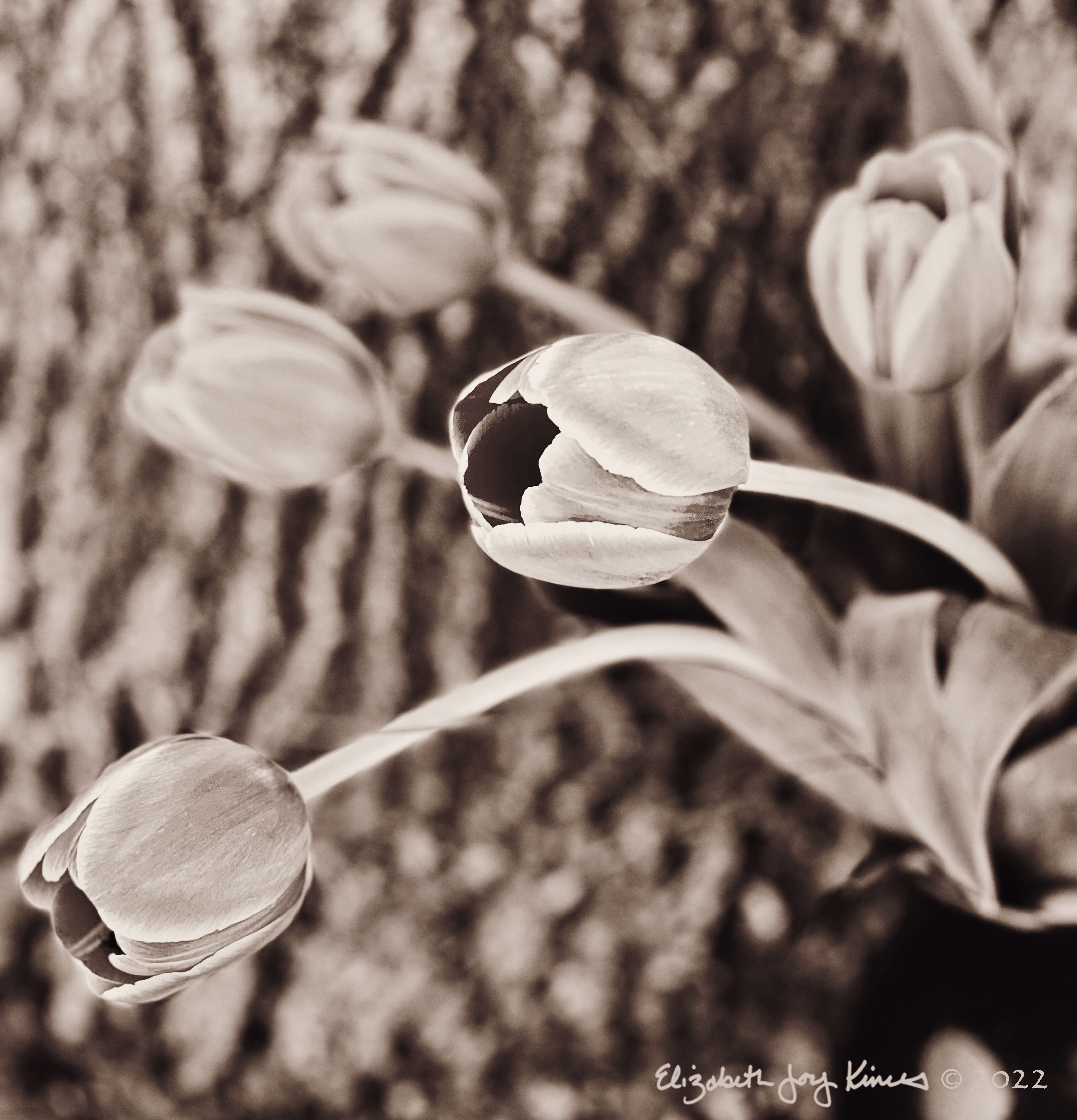 Tulips Sepia I