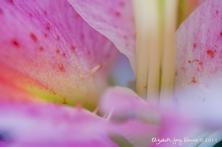 Star Gazer Lily Glow