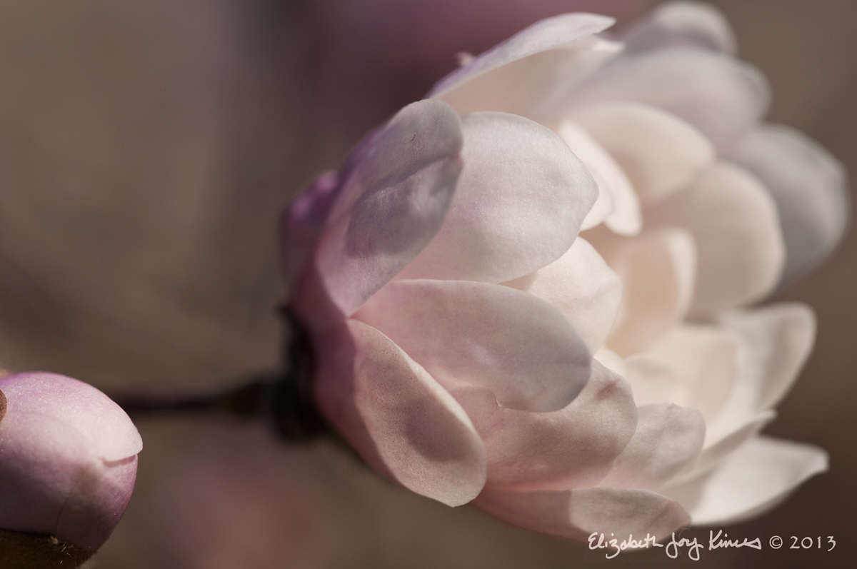 Magnolia Bloom