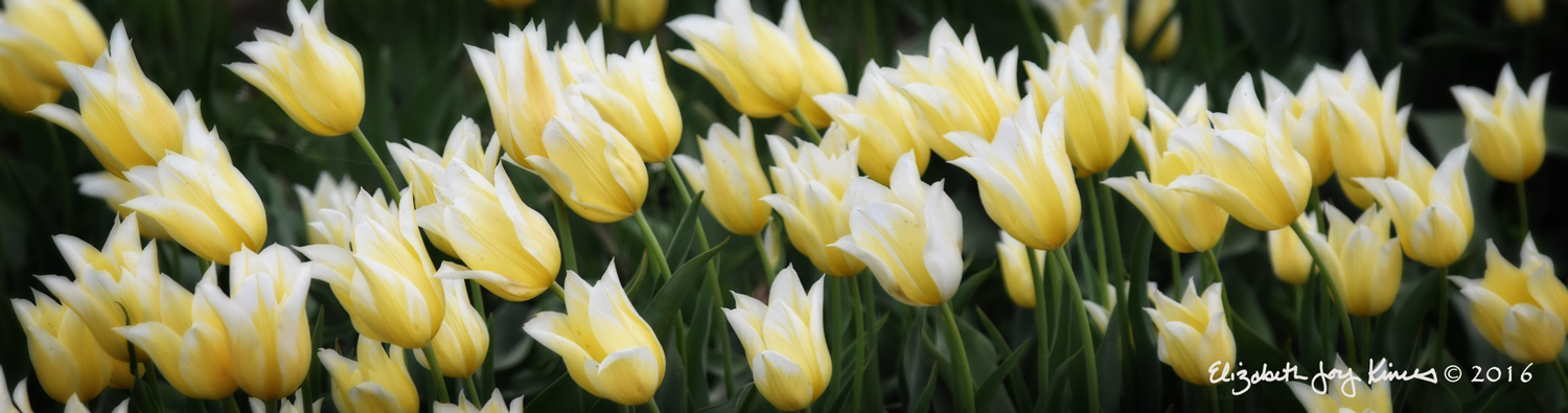 Delicate Tulips
