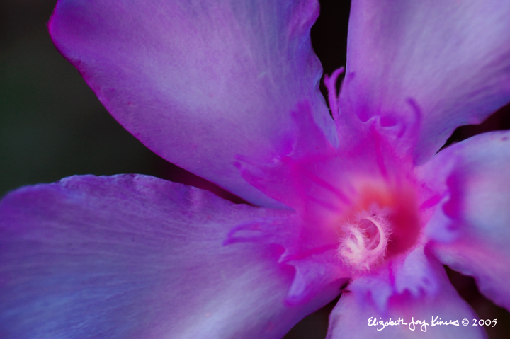 Purple Dreams