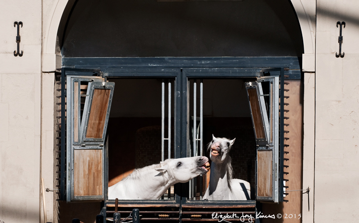 Lipizzaners