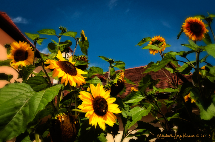 Sunflowers